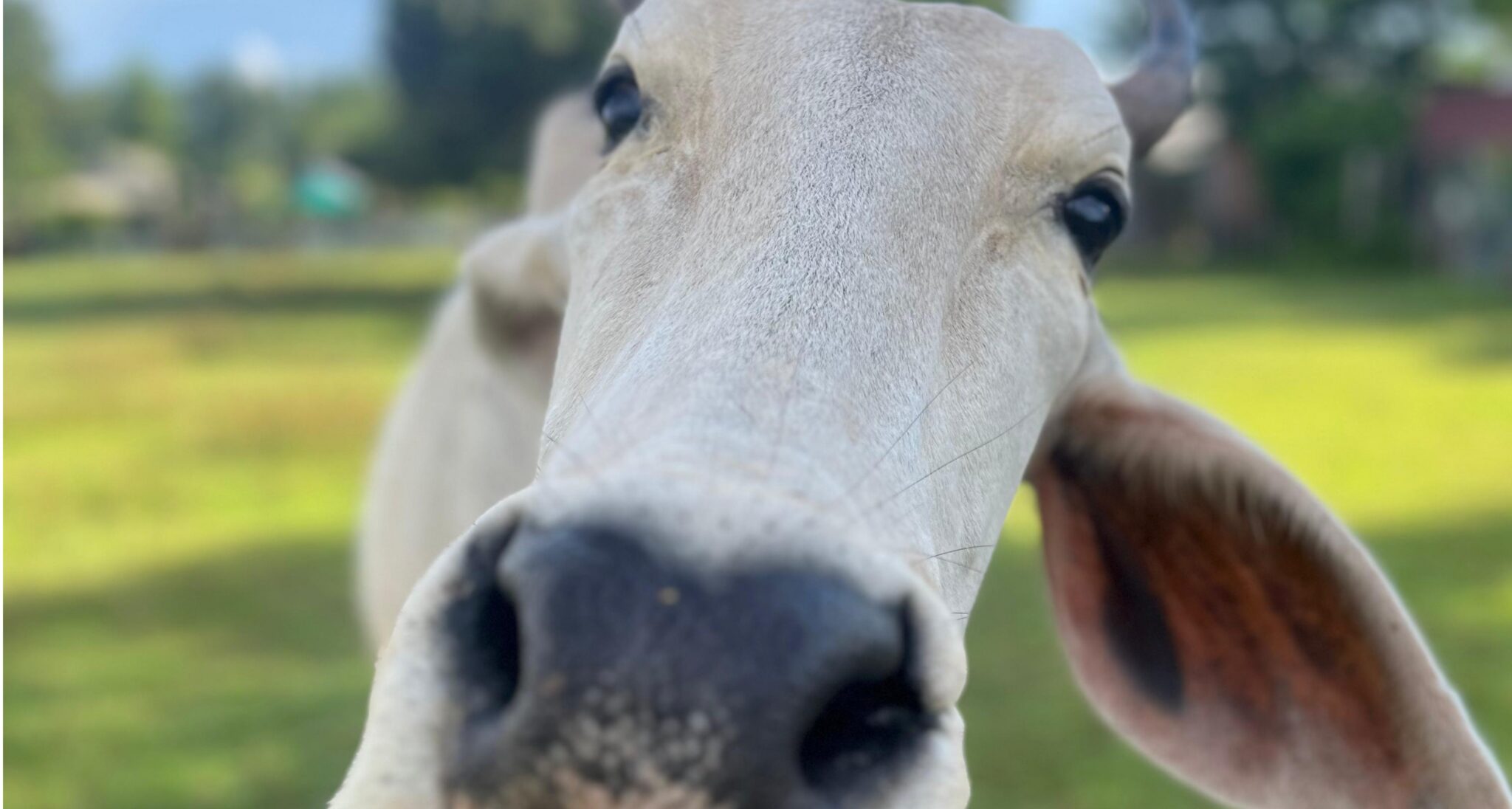 WhatsApp Image 2025-10-17 at 00.19.31 (1)